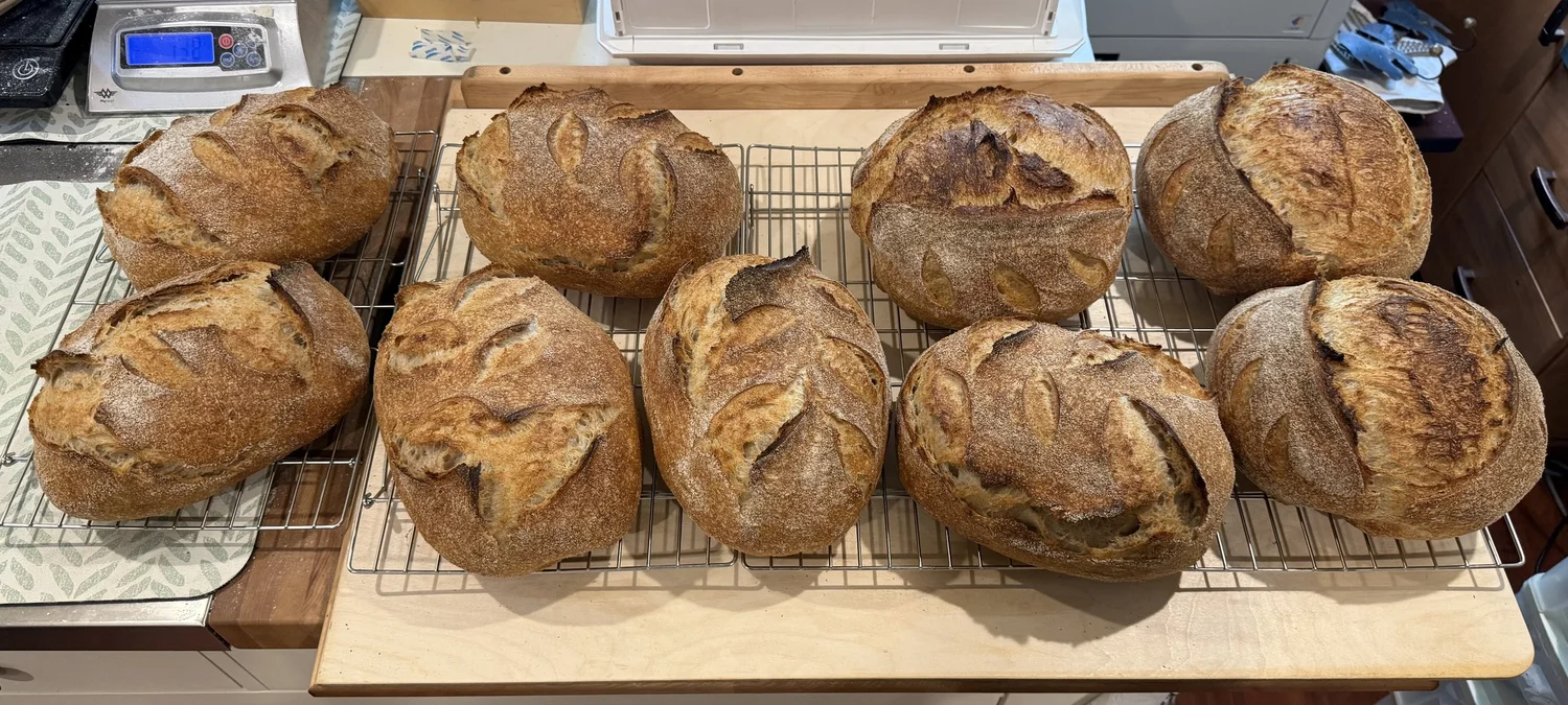 Fresh sourdough loaves cooling on racks